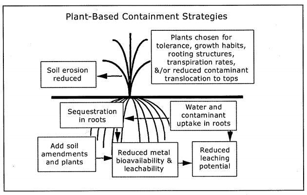 Plant based dredge sequestration containment strategies