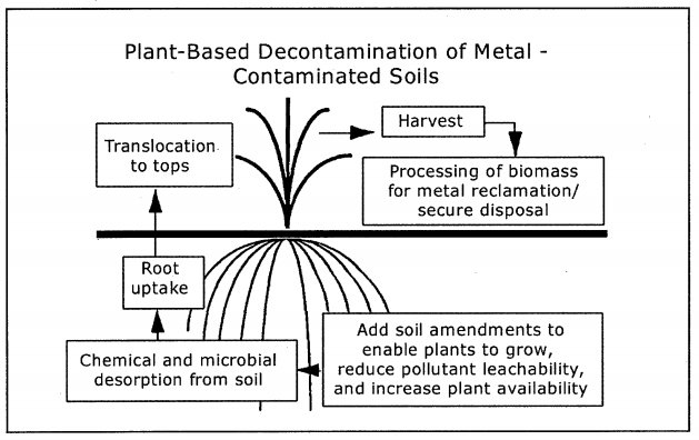 Plant based decontamination of metal contaminated soils-1