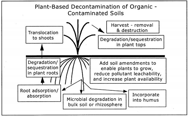 Plant based decontamination of organic contaminated soils